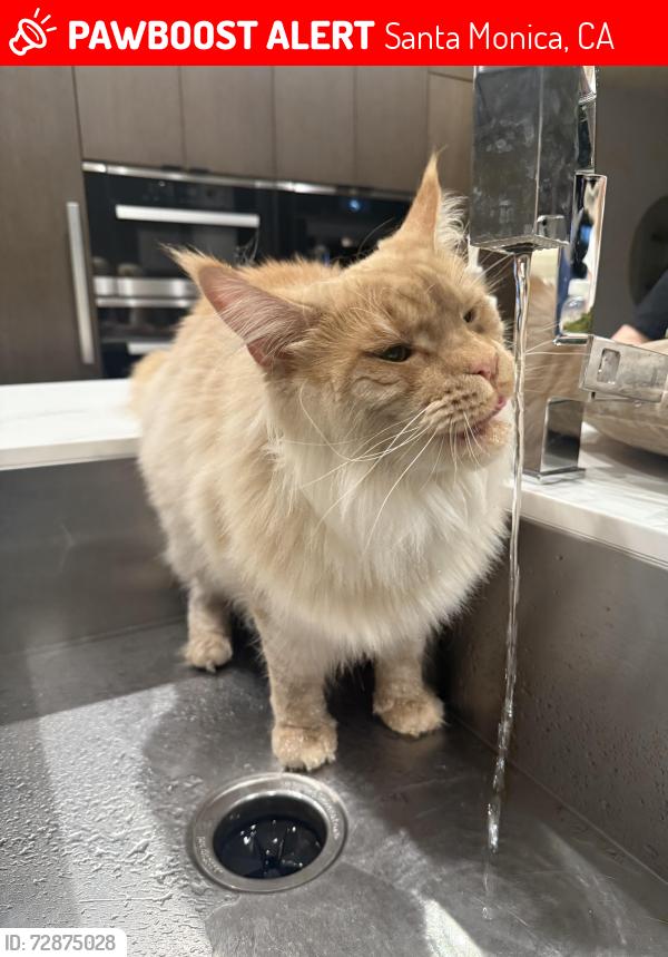 Lost Male Cat last seen Alta and 16th street, Santa Monica, CA 90402