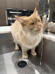 Lost Male Cat last seen Alta and 16th street, Santa Monica, CA 90402