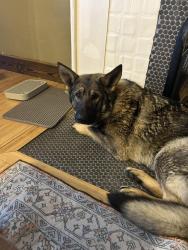 Found/Stray Unknown Dog last seen S Arba Pike, Lynn, IN 47355