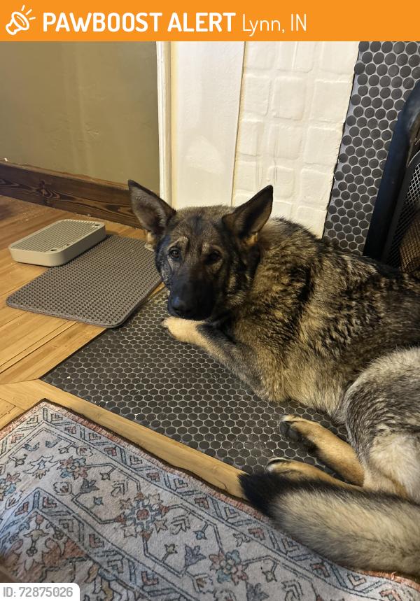 Found/Stray Unknown Dog last seen S Arba Pike, Lynn, IN 47355