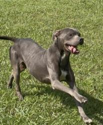 Found/Stray Male Dog last seen Floyd Hampton , Crowley, TX 76036