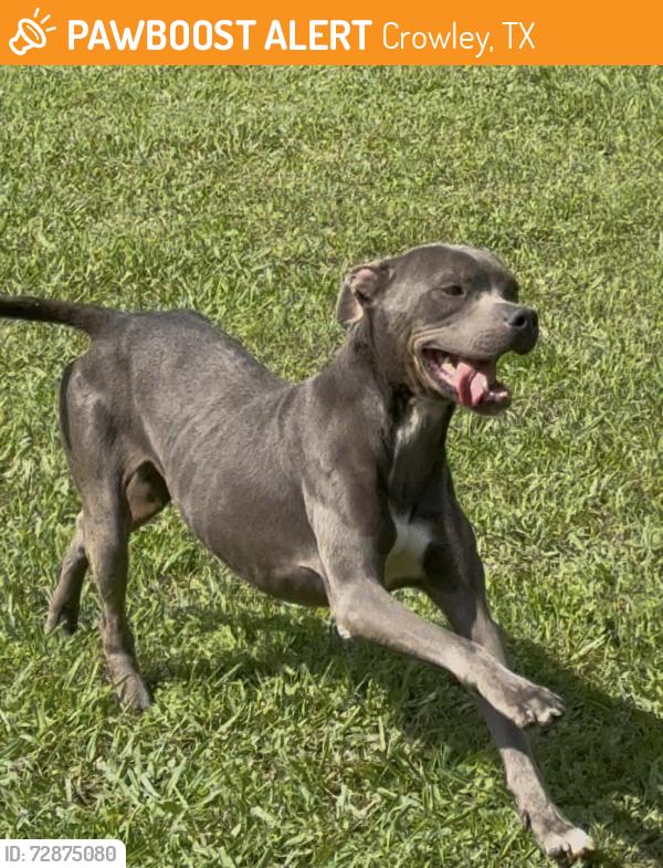 Found/Stray Male Dog last seen Floyd Hampton , Crowley, TX 76036