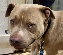 Found/Stray Male Dog last seen Wilson Mill Park on Wilson Mill Rd.  Near Adamsville between Line Rd and Bakers Ferry Rd in Southwest Atlanta, Atlanta, GA 30336