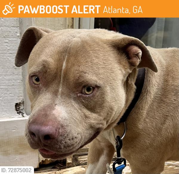 Found/Stray Male Dog last seen Wilson Mill Park on Wilson Mill Rd.  Near Adamsville between Line Rd and Bakers Ferry Rd in Southwest Atlanta, Atlanta, GA 30336