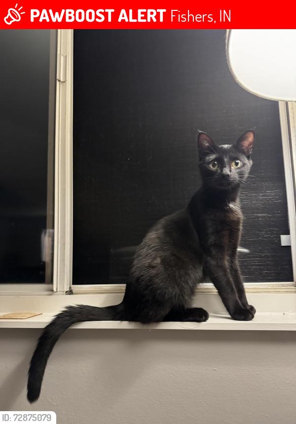 Lost Female Cat last seen East 109 street, Lantern Road Elementary , Fishers, IN 46037