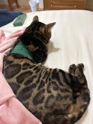 Found/Stray Male Cat last seen Flying Cloud Airport, Eden Prairie, MN 55347