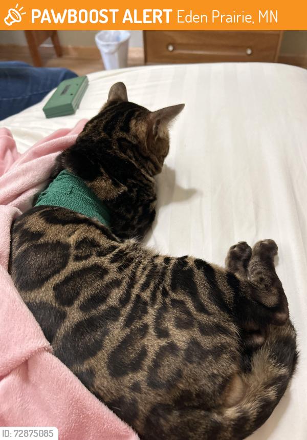 Found/Stray Male Cat last seen Flying Cloud Airport, Eden Prairie, MN 55347