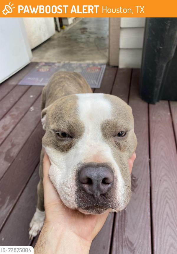 Found/Stray Male Dog last seen Fountainview , Houston, TX 77057