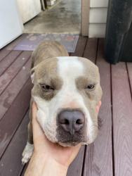 Found/Stray Male Dog last seen Fountainview , Houston, TX 77057