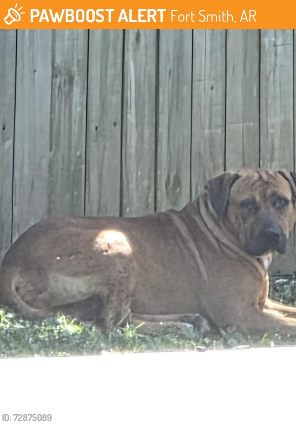 Found/Stray Male Dog last seen Between 64th and 65th and T street in fort smith ar , Fort Smith, AR 72903