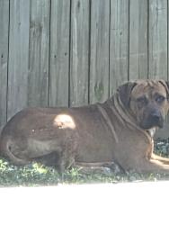 Found/Stray Male Dog last seen Between 64th and 65th and T street in fort smith ar , Fort Smith, AR 72903