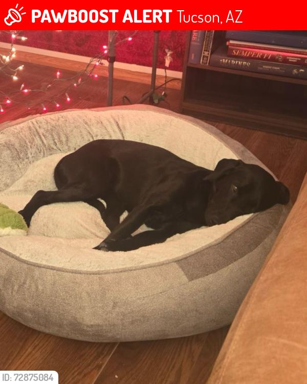 Lost Female Dog last seen 26th and wilmot, Tucson, AZ 85711