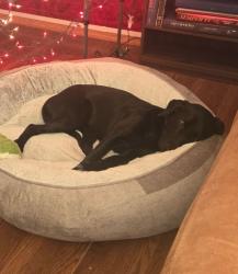 Lost Female Dog last seen 26th and wilmot, Tucson, AZ 85711