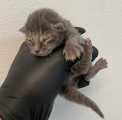 Shelter Stray Female Cat last seen Westonhill Drive, San Diego, CA, 92126, San Diego, CA 92110