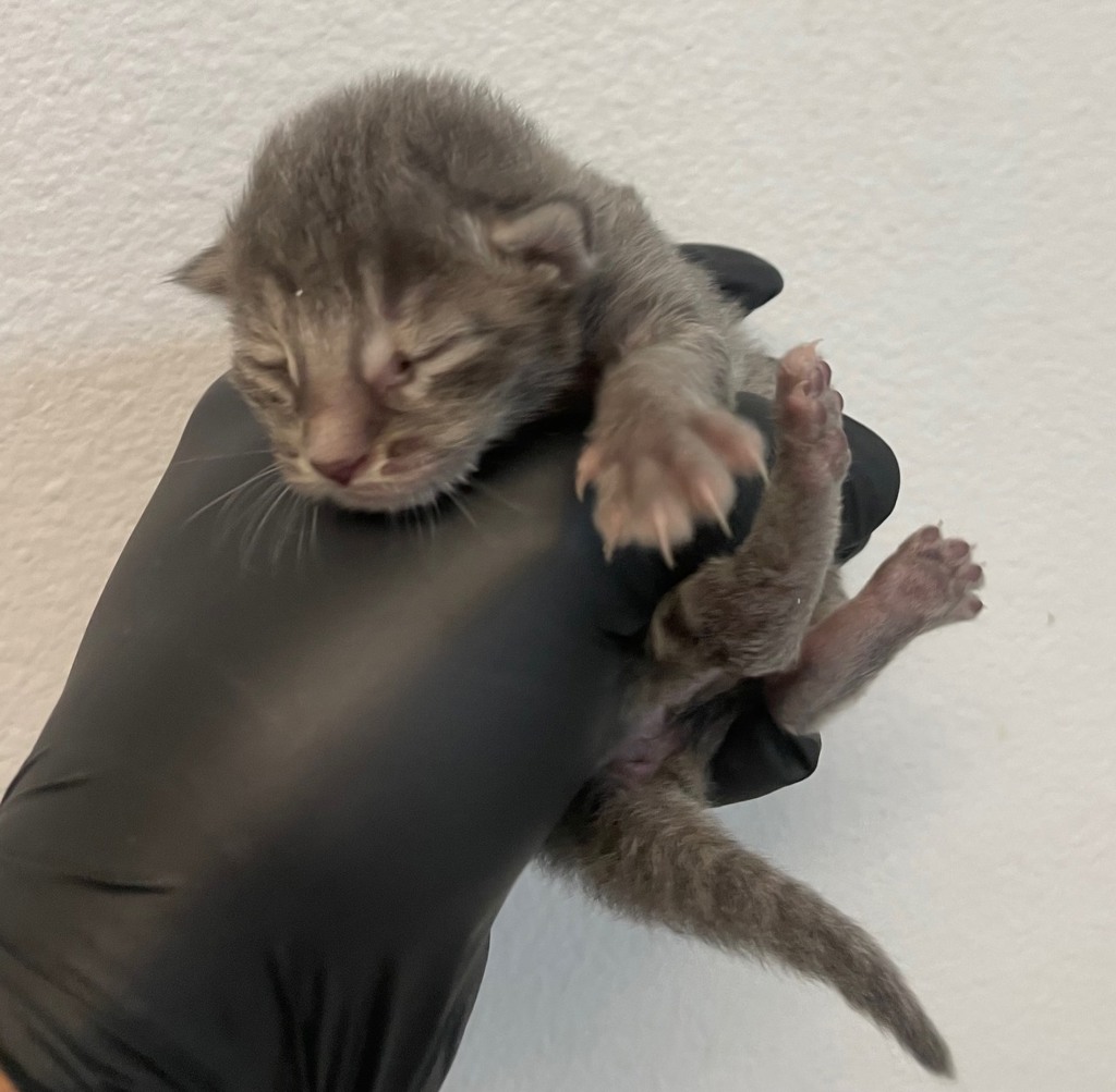 Shelter Stray Female Cat last seen Westonhill Drive, San Diego, CA, 92126, San Diego, CA 92110