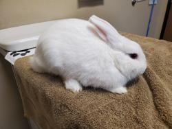 Shelter Stray Male Rabbit last seen Near Parkside Drive, Oceanside, CA, 92058, Oceanside, CA 92058
