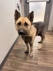 Shelter Stray Male Dog last seen Euclid Avenue, San Diego, CA, 92105, San Diego, CA 92110