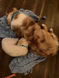 Reunited Male Dog last seen Inbetween Trailside Church & New Hope Church Road Trail Head , Apex, NC 27523