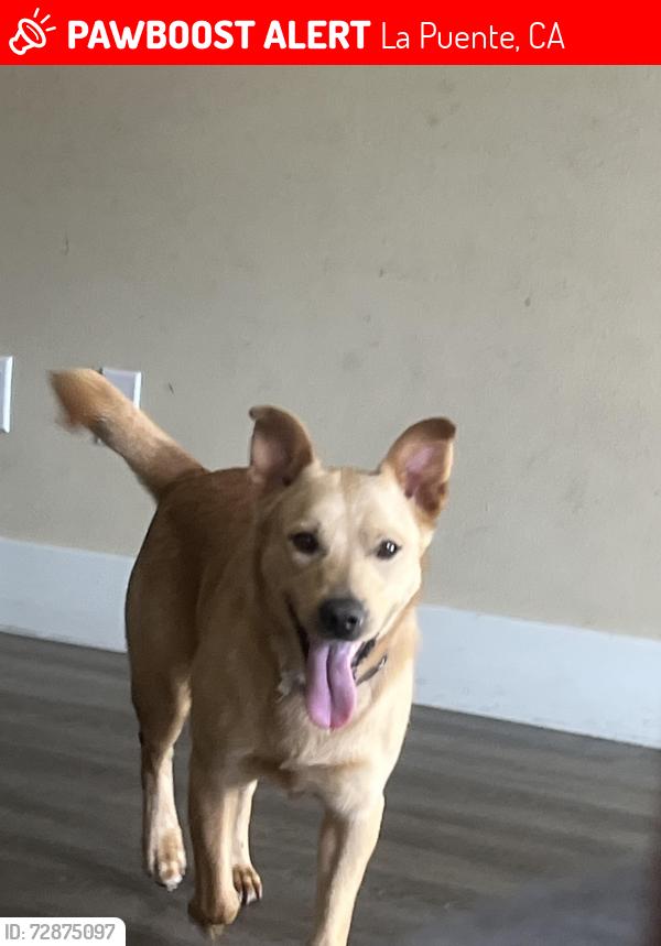Lost Male Dog last seen Tasty Choice, La Puente, CA 91744