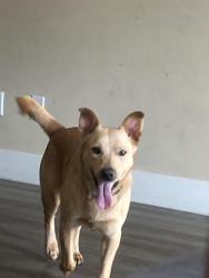 Lost Male Dog last seen Tasty Choice, La Puente, CA 91744