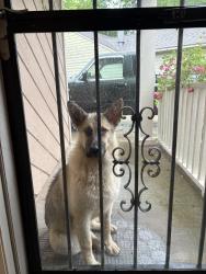 Reunited Male Dog last seen Pathway,winter tree, Memphis, TN 38115