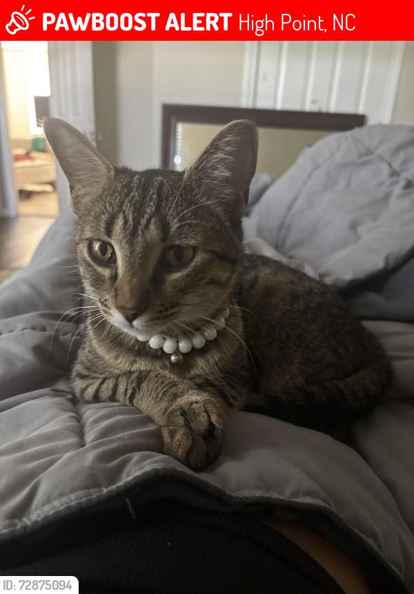 Lost Female Cat last seen Ansley Way high point nc, High Point, NC 27265