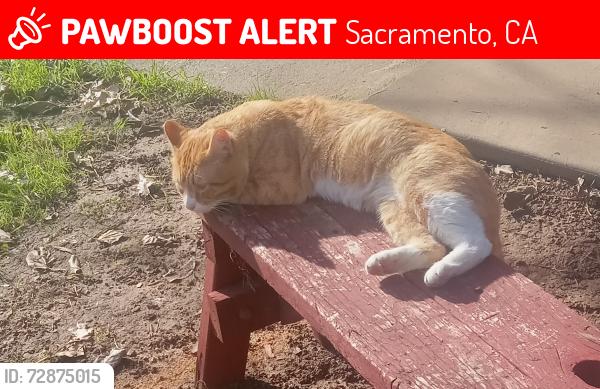 Lost Male Cat last seen Eastern 2 blks, mission 3 blocks on Hazelwood ave, Sacramento, CA 95821
