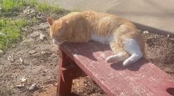 Lost Male Cat last seen Eastern 2 blks, mission 3 blocks on Hazelwood ave, Sacramento, CA 95821