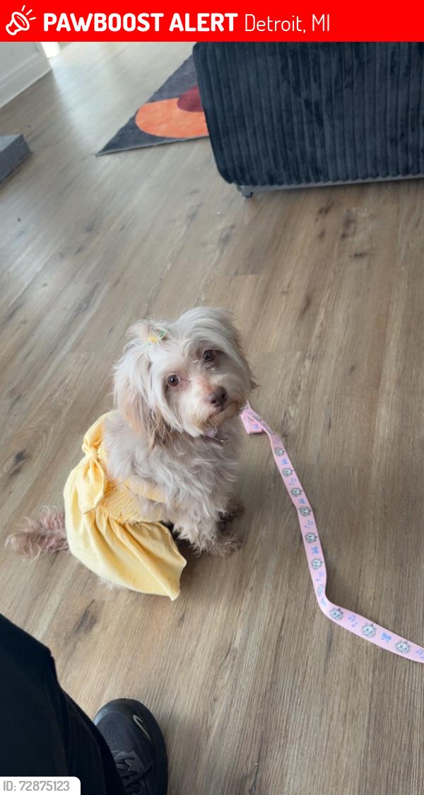 Lost Female Dog last seen Warren and Southfield , Detroit, MI 48228
