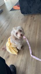 Lost Female Dog last seen Warren and Southfield , Detroit, MI 48228