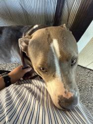 Found/Stray Male Dog last seen Target , Arlington, TX 76015