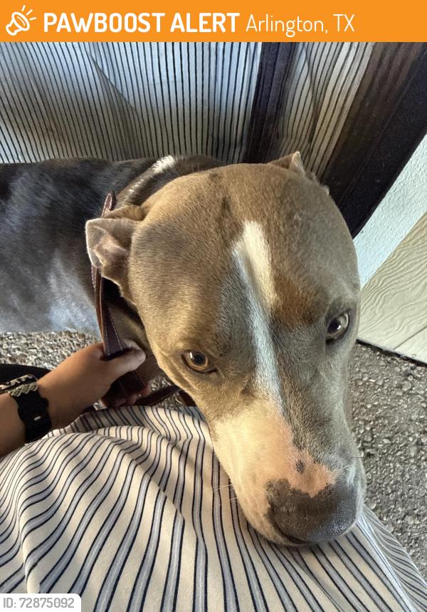 Found/Stray Male Dog last seen Target , Arlington, TX 76015