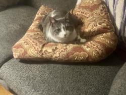 Lost Female Cat last seen Union and Van buren, Colorado Springs, CO 80907