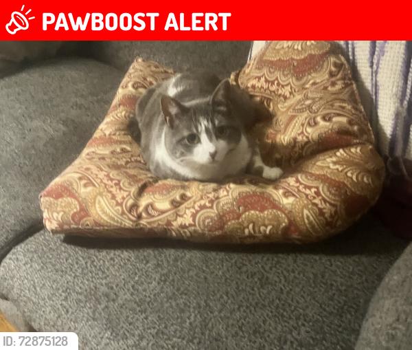 Lost Female Cat last seen Union and Van buren, Colorado Springs, CO 80907