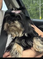 Lost Female Dog last seen Valeria st apmts, Edinburg, TX 78541
