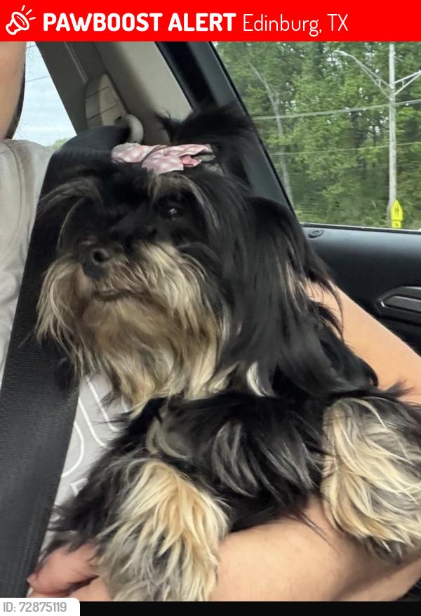 Lost Female Dog last seen Valeria st apmts, Edinburg, TX 78541