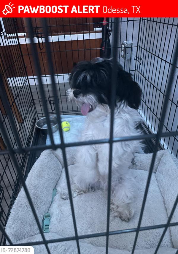 Lost Female Dog last seen 42St Odessa Tx, Odessa, TX 79762
