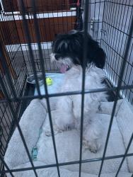 Lost Female Dog last seen 42St Odessa Tx, Odessa, TX 79762