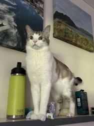 Lost Male Cat last seen Near vine court Thornton , Thornton, CO 80229