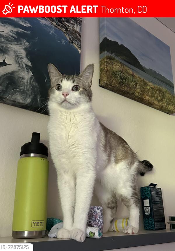 Lost Male Cat last seen Near vine court Thornton , Thornton, CO 80229