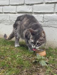 Found/Stray Female Cat last seen grand river and halsted rd , Farmington Hills, MI 48335