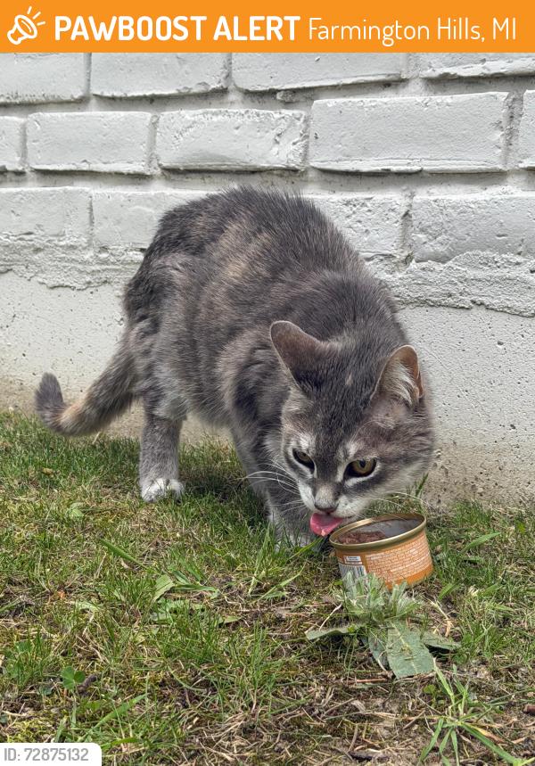 Found/Stray Female Cat last seen grand river and halsted rd , Farmington Hills, MI 48335