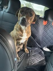 Found/Stray Female Dog last seen East Derwent Highway, Old Beach, TAS 7017