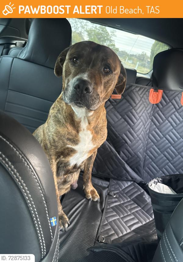 Found/Stray Female Dog last seen East Derwent Highway, Old Beach, TAS 7017