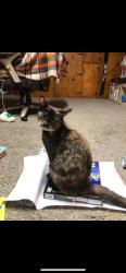 Lost Female Cat last seen Leo highschool, Leo-Cedarville, IN 46765