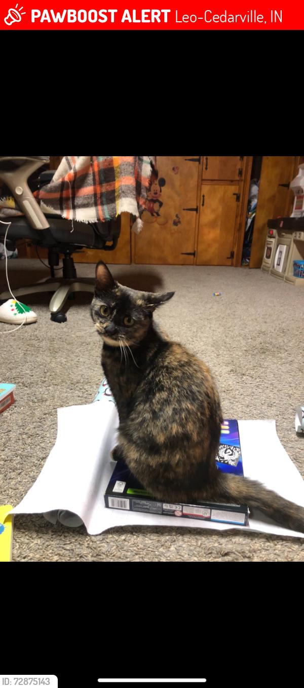 Lost Female Cat last seen Leo highschool, Leo-Cedarville, IN 46765