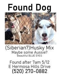 Found/Stray Female Dog last seen Spanish Trail and Harrison, Tucson, AZ 85710