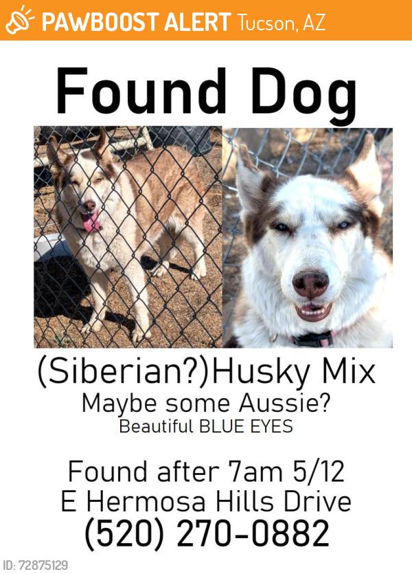 Found/Stray Female Dog last seen Spanish Trail and Harrison, Tucson, AZ 85710