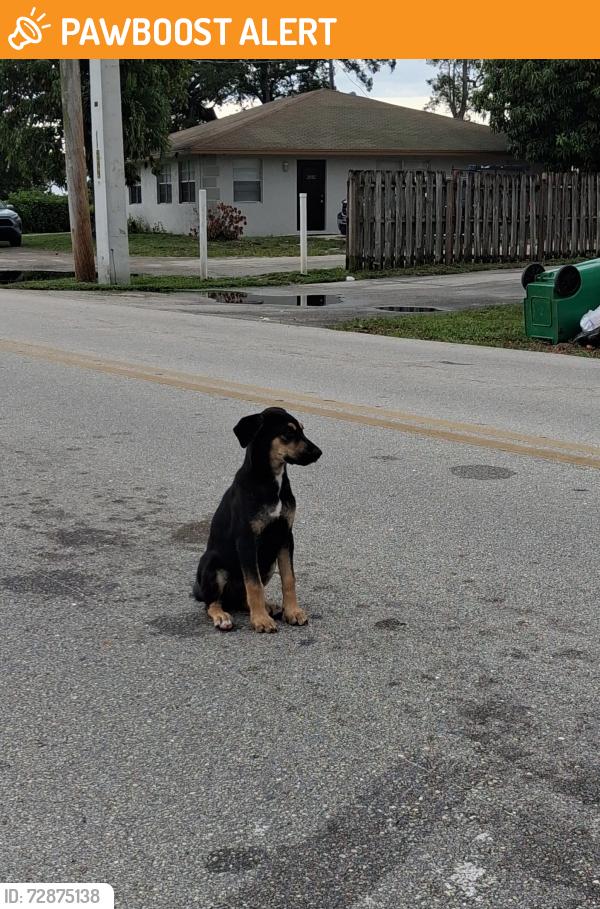 Found/Stray Unknown Dog last seen Kirk Rd and Park Ln intersection, Palm Beach County, FL 33406
