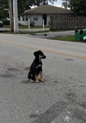 Found/Stray Unknown Dog last seen Kirk Rd and Park Ln intersection, Palm Beach County, FL 33406
